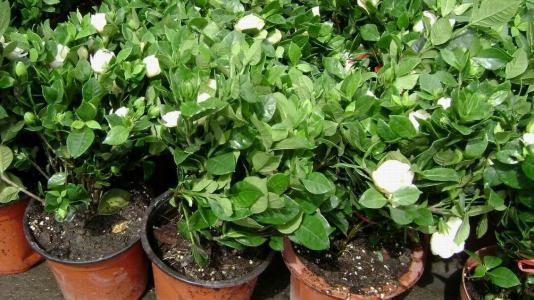 栀子花浇酸水后蔫了怎么办,家里栀子花叶子发黄是什么原因