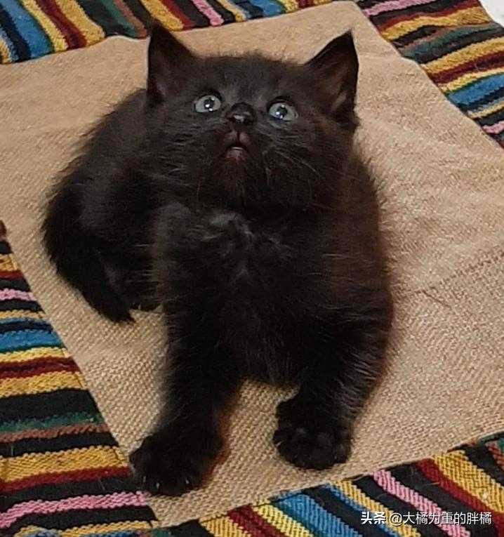 小猫被主人发现,小猫被主人发现就撒娇