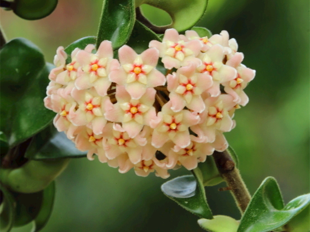 球兰开花的正确方法,球兰花开几天就败了