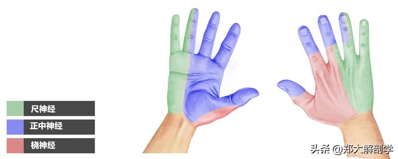 臂丛三束的主要分支,臂丛锁骨下部的主要分支及分布