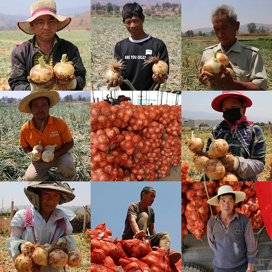 300吨洋葱滞销菜农急盼销路,求助洋葱滞销种植户盼客商