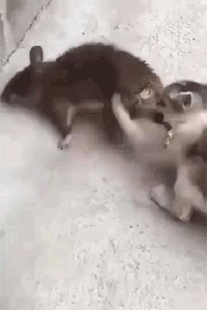 最会抓老鼠的猫是什么品种的猫,盘点十大最会抓老鼠的猫咪品种