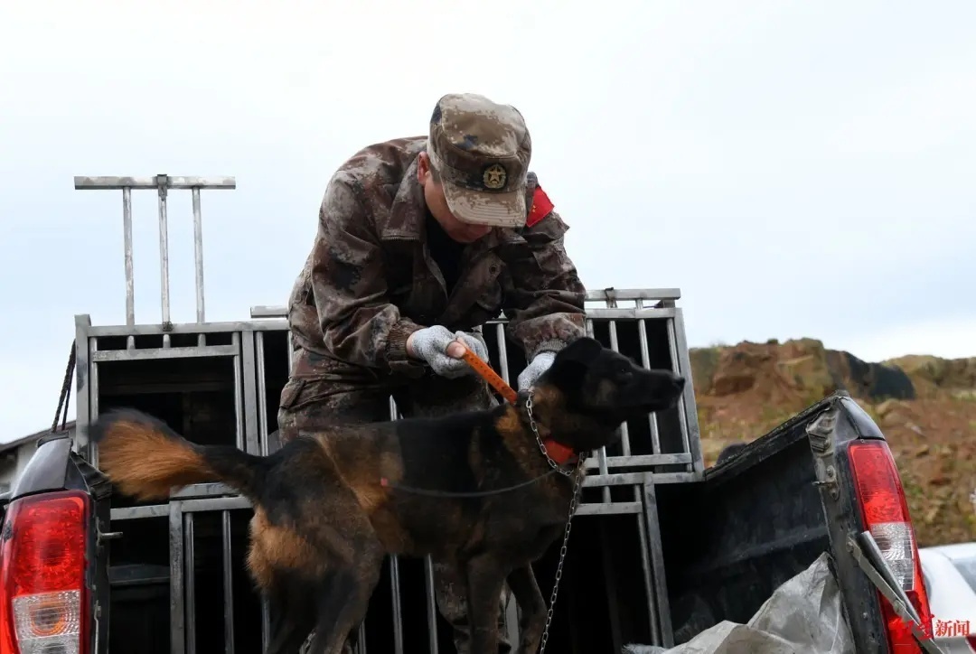 野猪现在泛滥的原因有哪些,野猪泛滥如何控制野猪