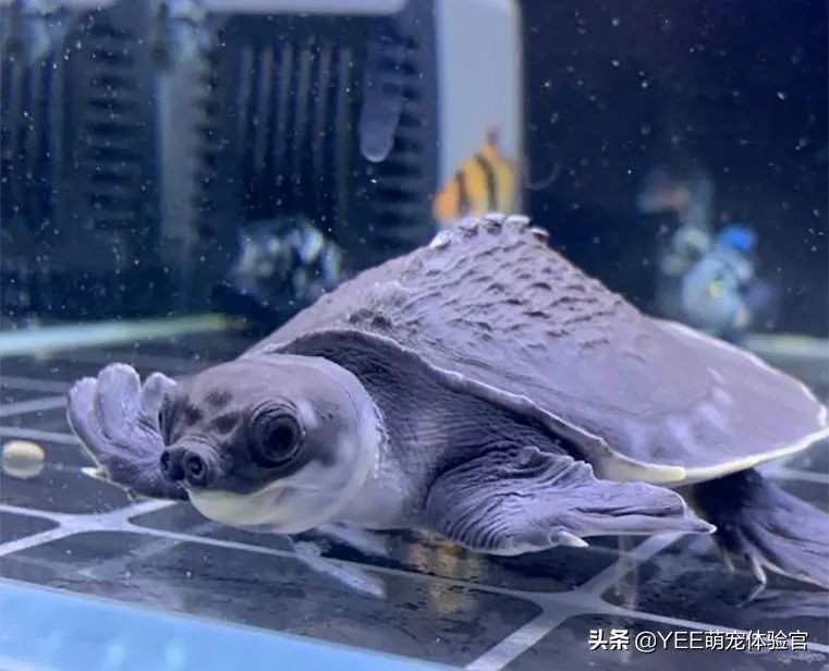 猪鼻龟能用底滤鱼缸饲养吗,鱼缸四大神兽养什么龟