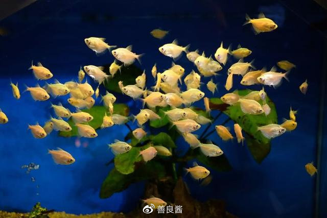 广州春节玩乐攻略,春节广州亲子游攻略