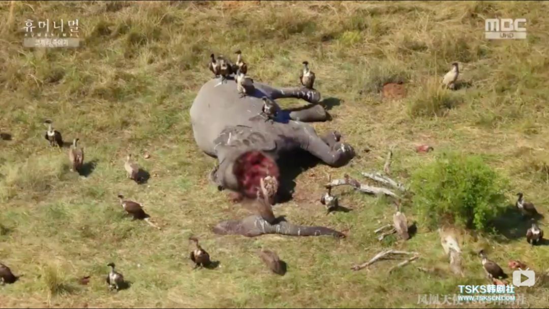 韩国寄生虫深度解析,寄生虫韩国结局