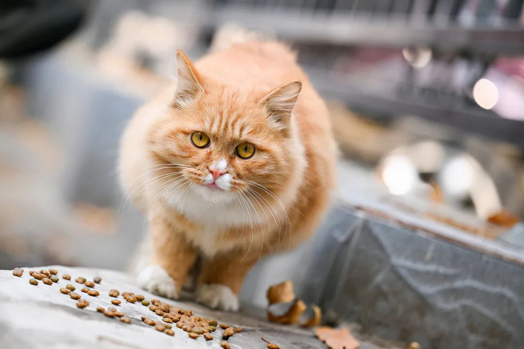 灏煎悍z100-400璇勬祴,灏煎悍z70-2002.8s