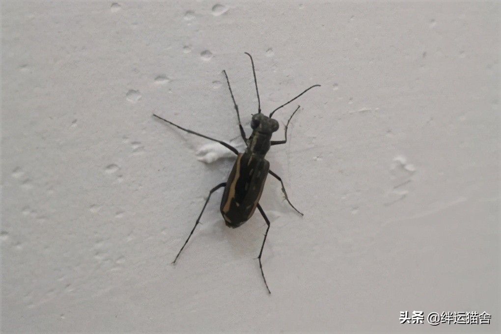 虎甲虫是害虫还是益虫,虎甲虫速度快的原因