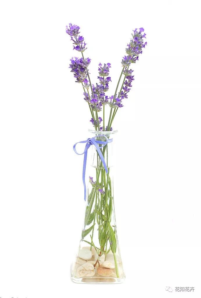 衣草精油真假辨别方法视频,薰衣草真假辨别图解大全