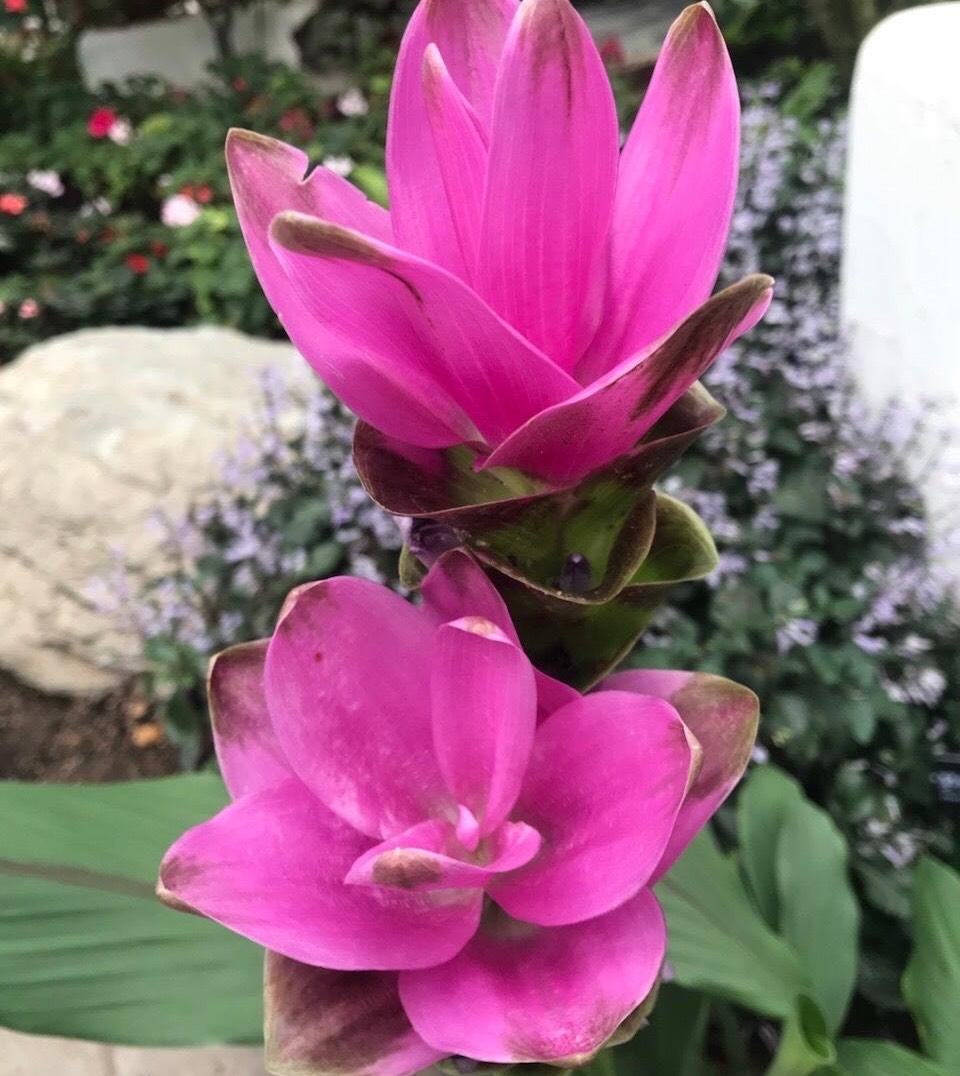 家里养姜荷花有什么禁忌,姜荷花盆栽的花期多久