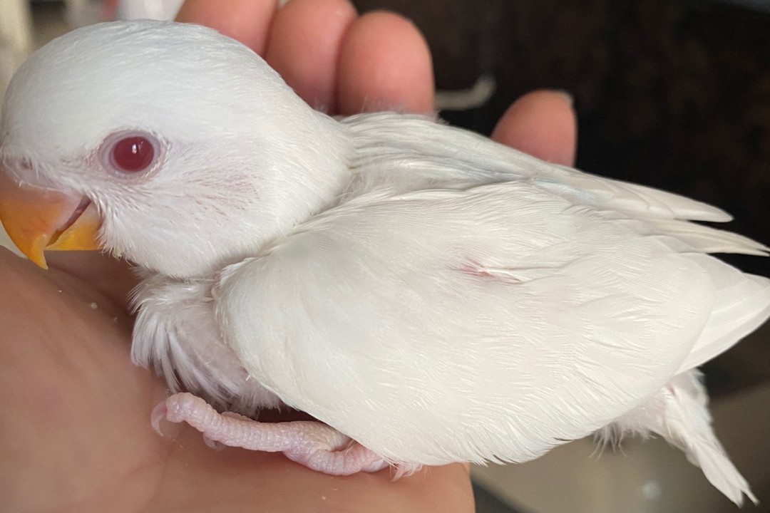 普兰牡丹鹦鹉是头类还是面类,面类牡丹和头面牡丹鹦鹉如何区分