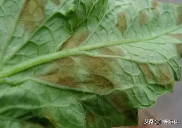 推荐几个超实用的优秀杀菌剂配方,十大最好农用杀菌剂