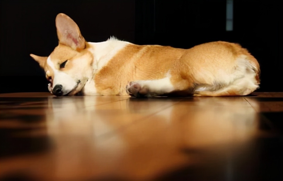 我家狗老是哼哼唧唧的,我家狗有窝不睡就睡地上