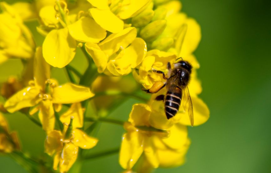微距为什么都是超广角,微距为什么要三脚架和灯