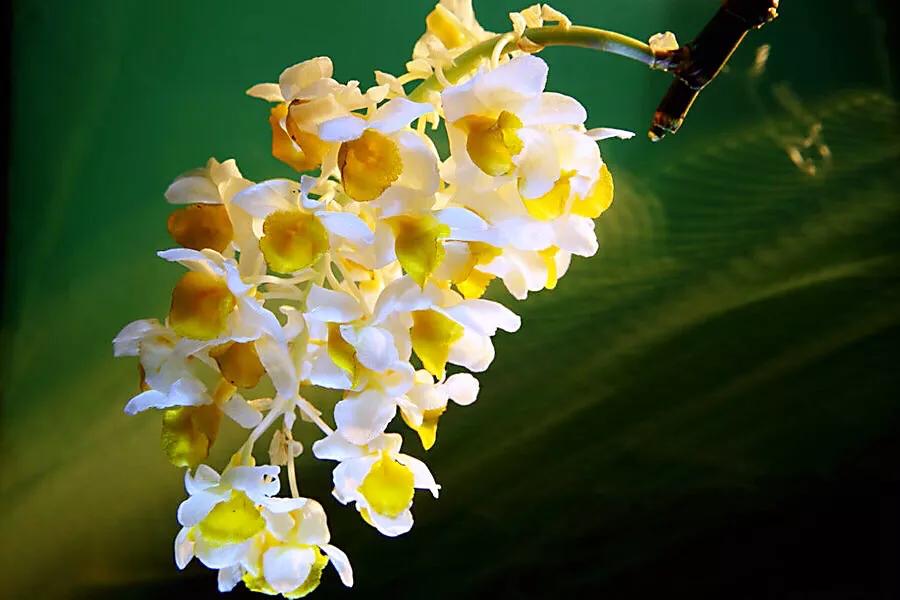 球花石斛珍稀图片,石斛球花品种大全