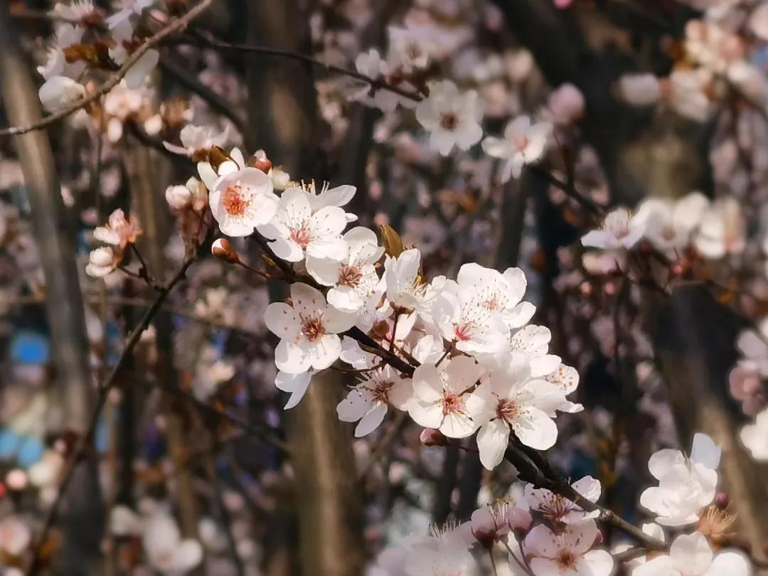 校园春季约拍,校园浪漫约会计划