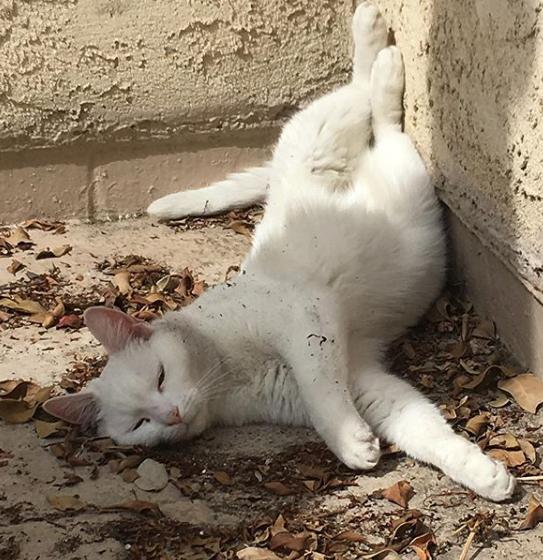 猫真的有那么聪明吗,猫真的有那么聪明嘛