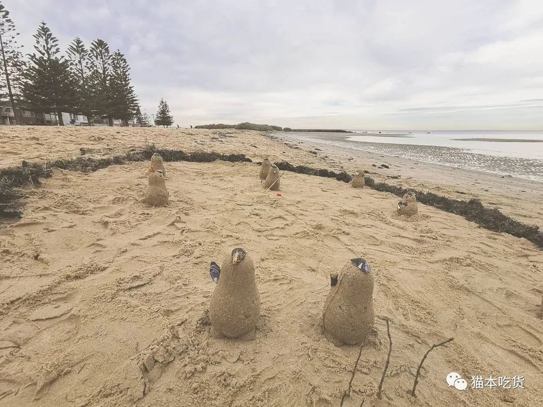 墨尔本两只相互依偎的企鹅,澳大利亚墨尔本看企鹅