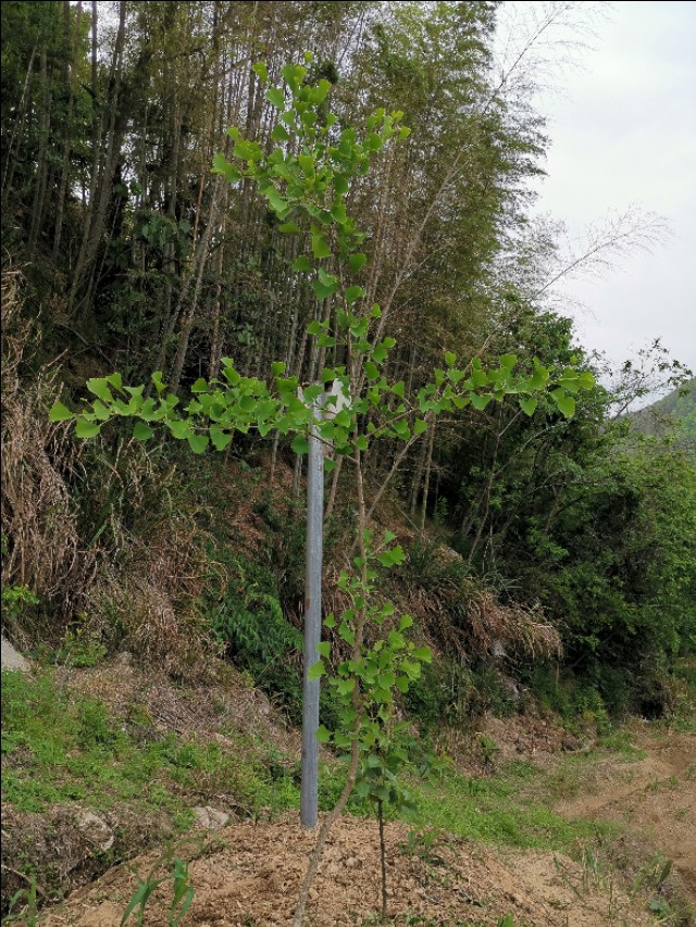 老爸栽的果木，品种很多哦！