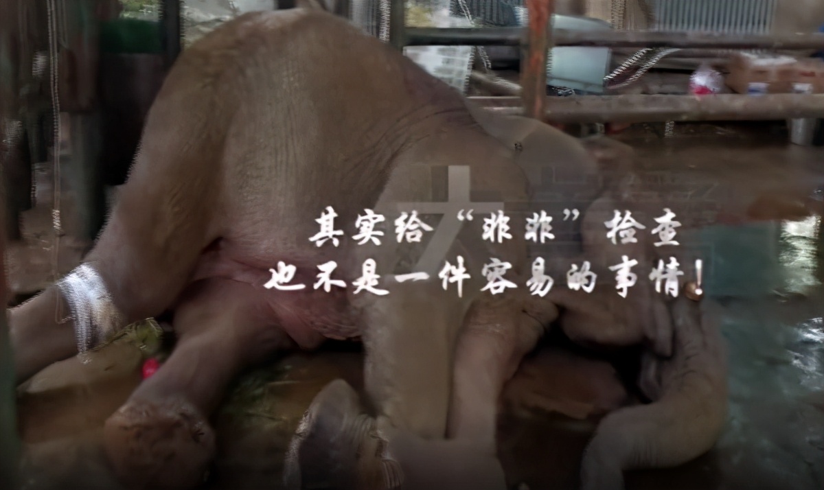 救助濒临死亡的大象,大象濒临死亡人工紧急救助