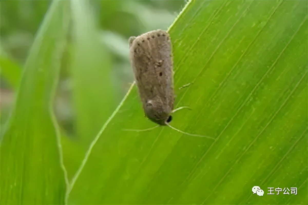 夏播玉米虫害图片大全,玉米虫害图谱高清大图