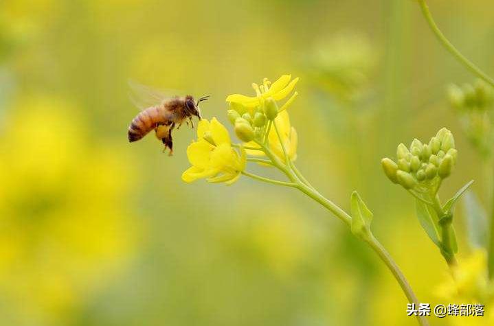 初学养蜂看什么书最好,中蜂养蜂必备书籍