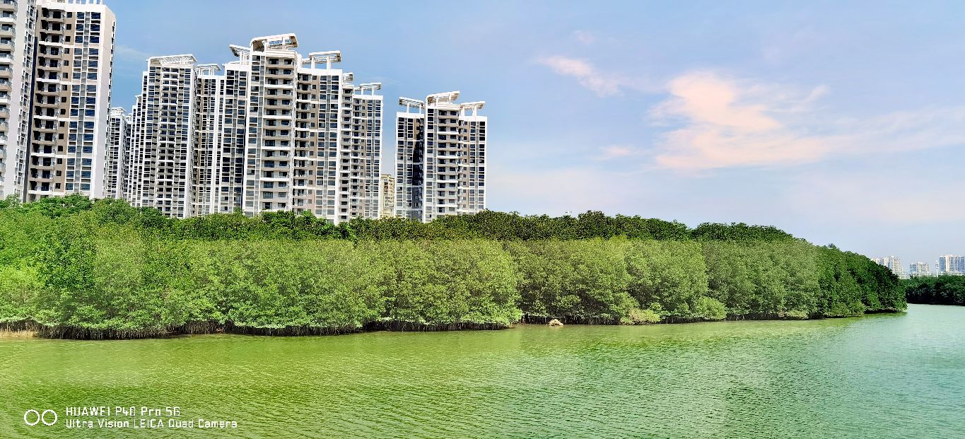 三亚地标性建筑美丽之冠大松树,三亚美丽之冠