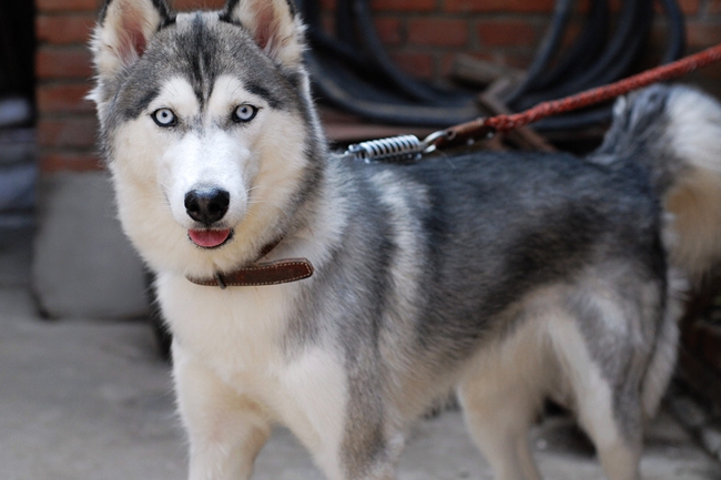 疫苗拉稀,打完疫苗拉稀怎么解决