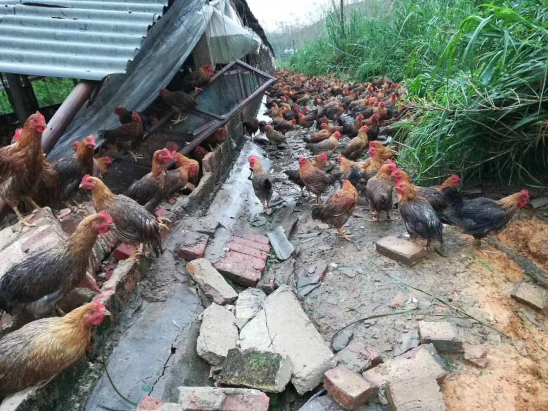 暴雨过后鸡要注意什么,大雨后鸡舍怎么处理