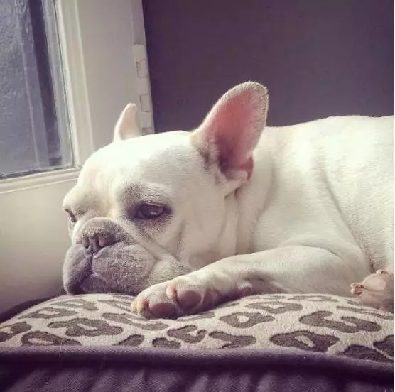 让狗狗开心的方法,让狗狗幸福的7件事