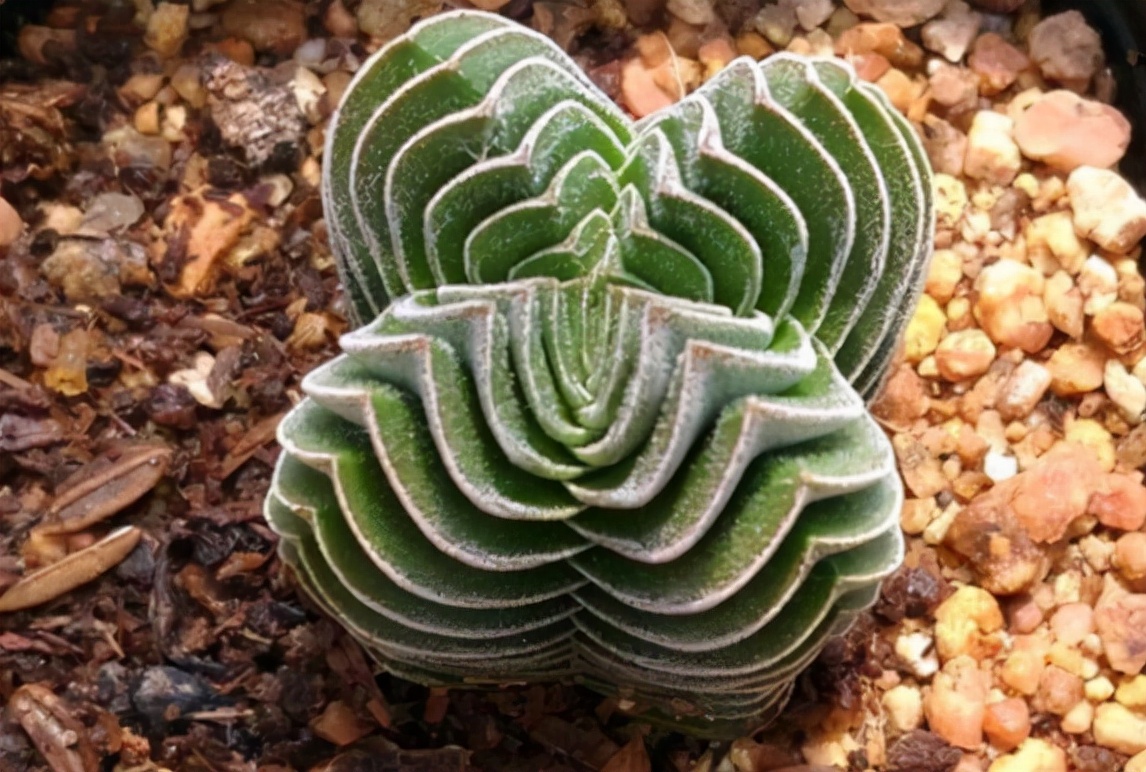 稀有奇特进口多肉,家里养着五种常见多肉