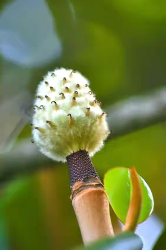 世界十大珍贵的植物图片,世界上罕见的名贵植物图片
