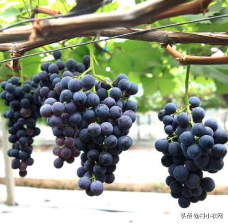 农作物小作坊创业项目,现在农村做什么种植最赚钱最稳