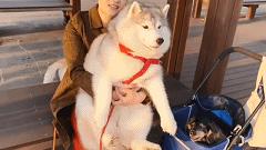 二哈为什么变瘦了,二哈太胖了必须要减肥