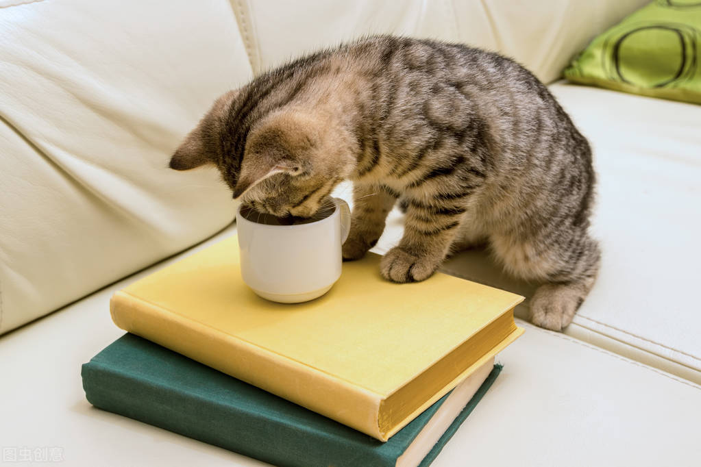 猫呕吐黄水不吃东西用什么药,猫呕吐白色粘液没精神不吃东西