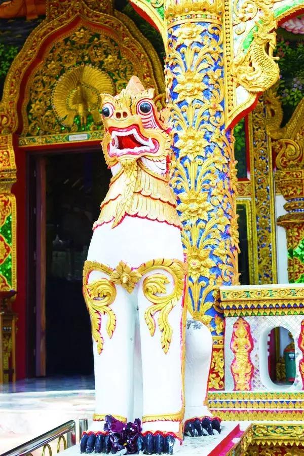 美洲狮在热带雨林,美洲狮在热带雨林会留下什么踪迹