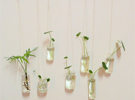 适合办公室的水培花卉植物,适合办公室水培植物有哪些