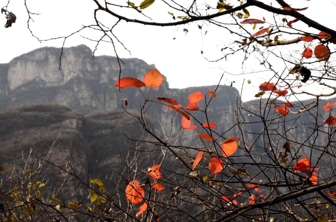 故宫修复用的什么木材,北京建造故宫的木头是哪来的