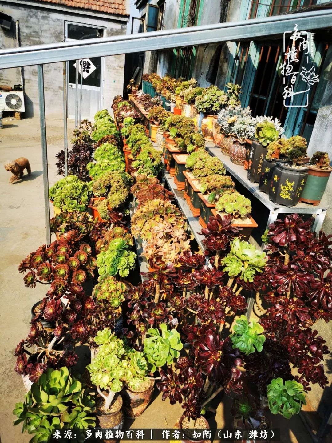 凤凰涅槃，浴火重生！多肉法师圣斗士们的秋天！（附养护经验）