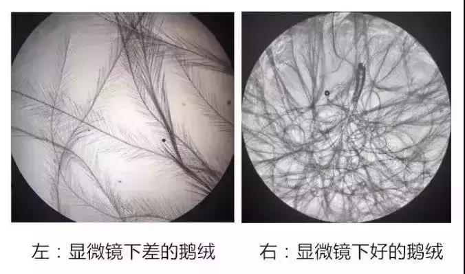 怎么判断鹅绒被品质,怎么看鹅绒的蓬松度