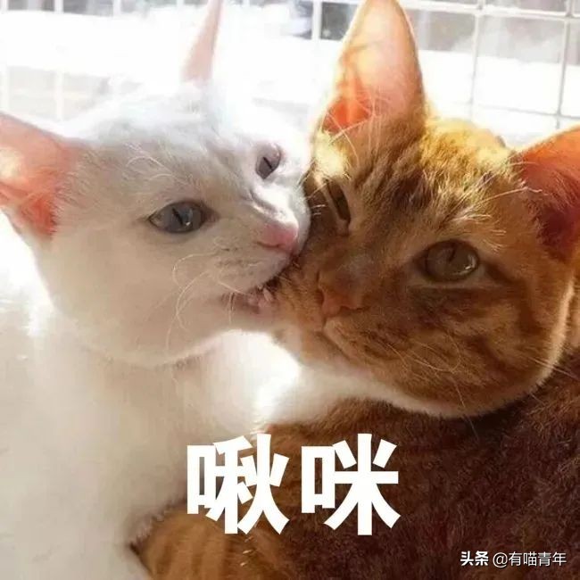 网红绑猫*藏西**骑行求关注,遭网友质疑回怼:比在家里刺激多了