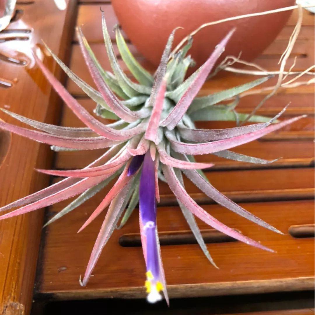 今年流行网红花,漂亮又好看的网红花