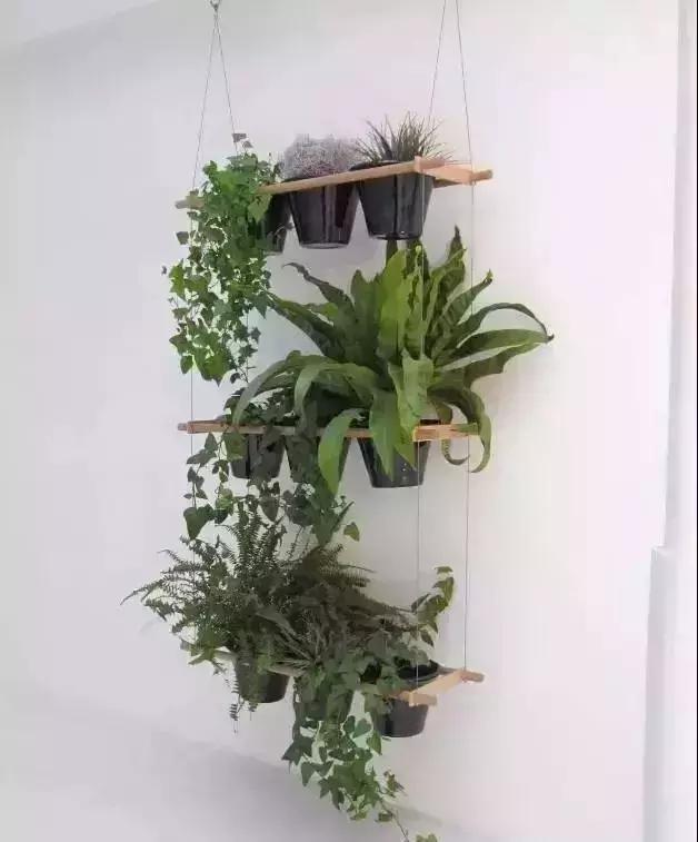 消除新房甲醛的是哪种盆景植物,吸附甲醛最好植物