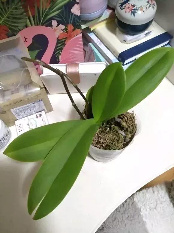 北方养蝴蝶兰用什么植料,北方适合养哪种蝴蝶兰