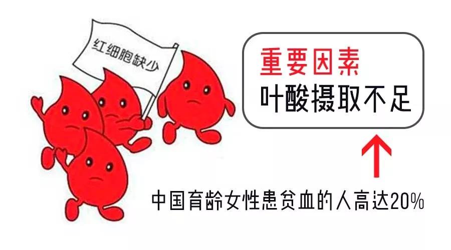 叶酸怎么补吃什么能达到叶酸标准,什么食物含叶酸最高称叶酸之王