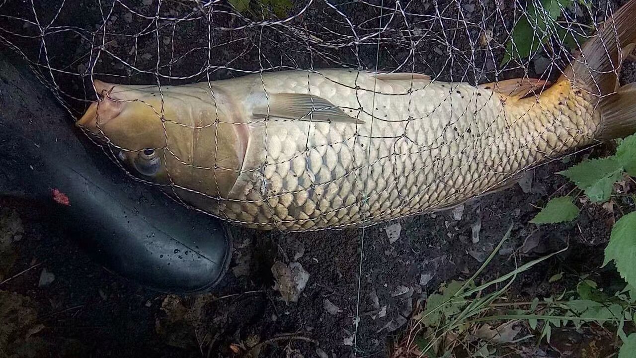 晚春下雨钓鲤鱼钓深还是钓浅,晚春水库钓鲤鱼最佳位置图