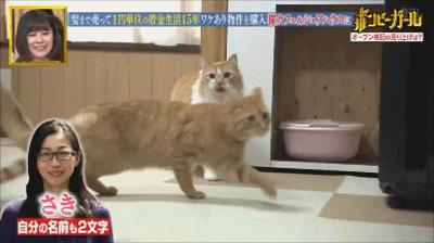 日本女人省吃俭用,日本女子攒钱买三套房