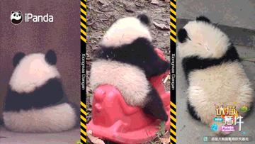 好看的熊头像,好看的熊娃娃