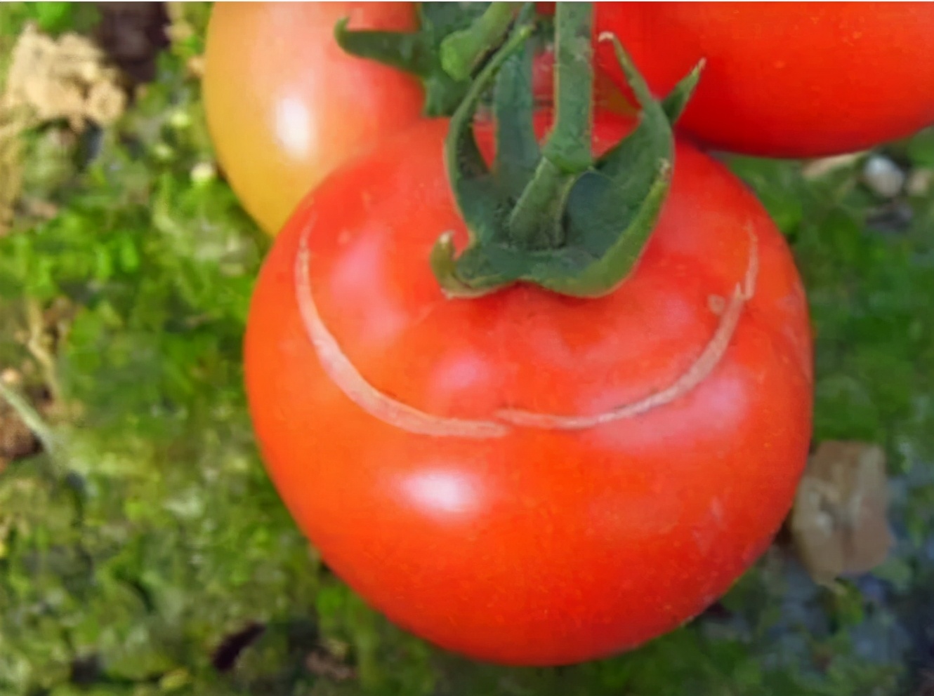 西红柿用的催熟剂对人有害吗,西红柿催熟剂用早了有什么危害