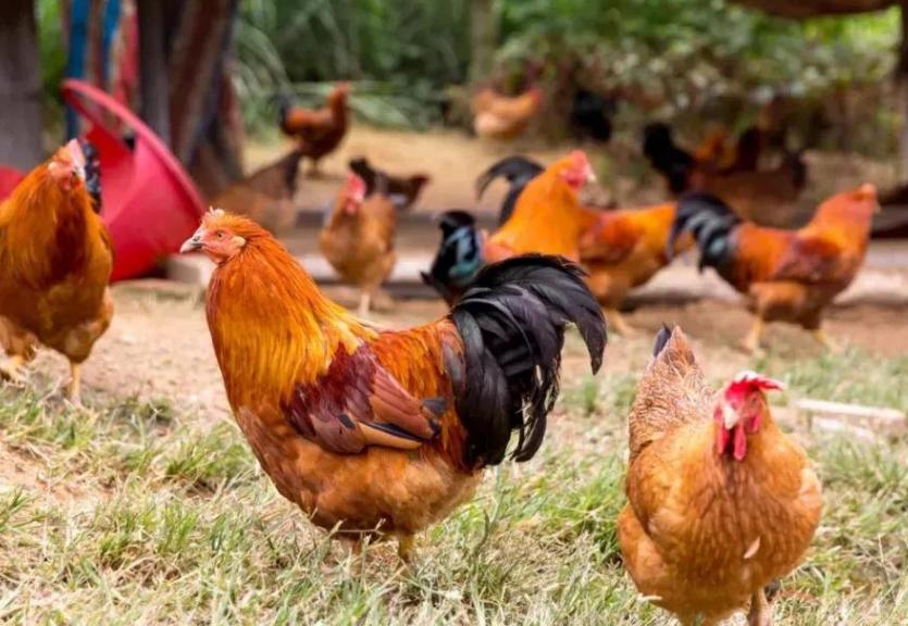 鸡群呼吸道感染，伸脖张口呼吸。气囊炎，支气管堵塞最佳治疗方案